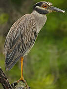 Yellow-crowned Night Heron