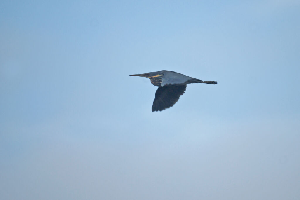 Black Bittern