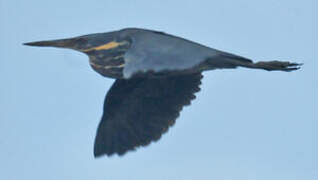 Black Bittern