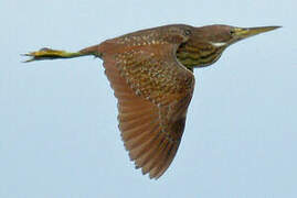 Cinnamon Bittern