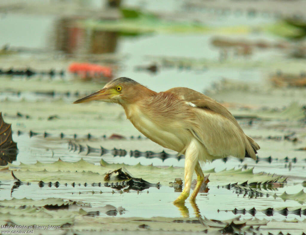 Yellow Bittern, identification