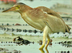 Yellow Bittern