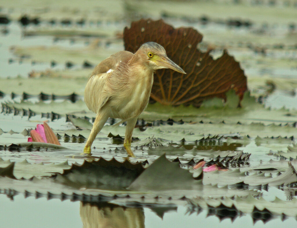 Yellow Bittern