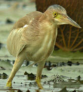 Yellow Bittern