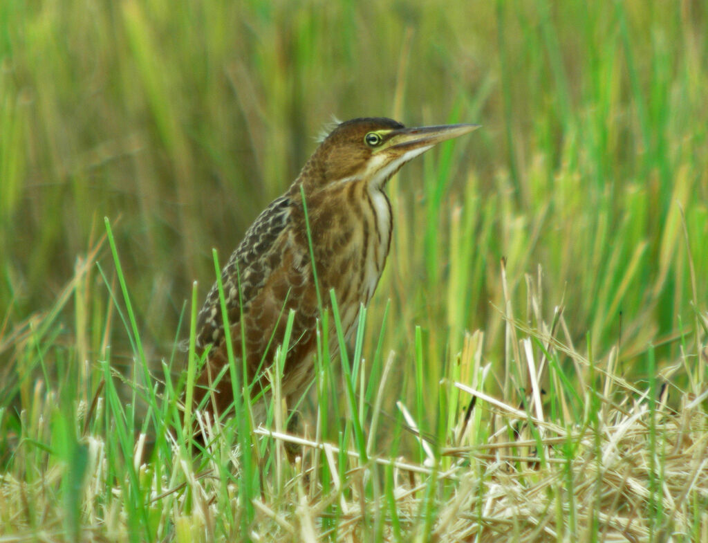 Von Schrenck's Bittern, identification