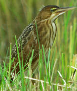 Von Schrenck's Bittern