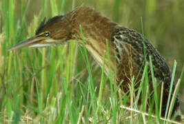 Von Schrenck's Bittern