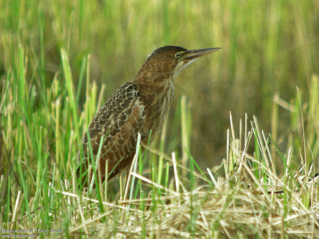 Blongios mandchouimmature, identification