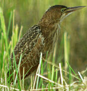 Von Schrenck's Bittern