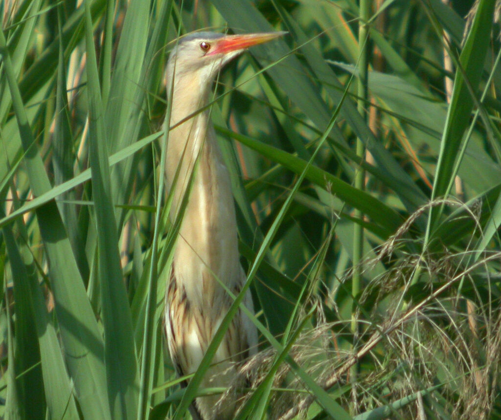 Little Bittern