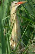 Little Bittern