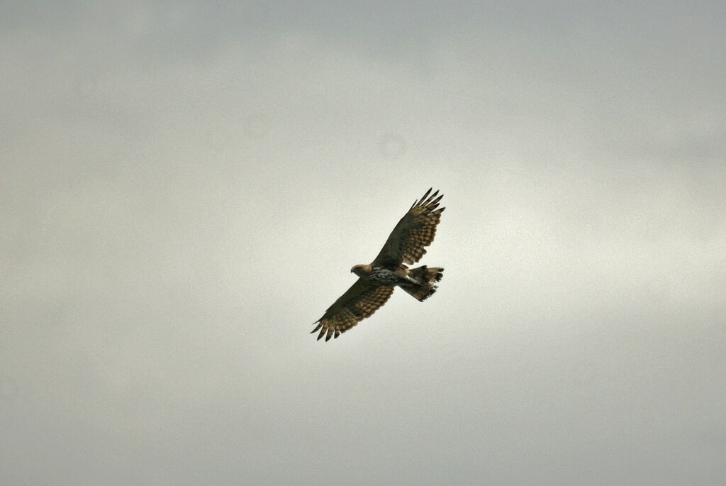 Crested Honey Buzzard