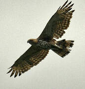 Crested Honey Buzzard