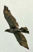 Crested Honey Buzzard