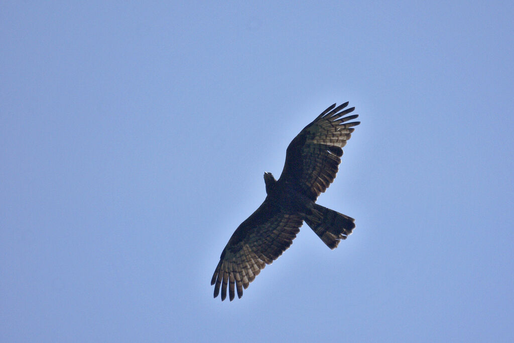 Crested Honey Buzzard