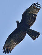 Crested Honey Buzzard