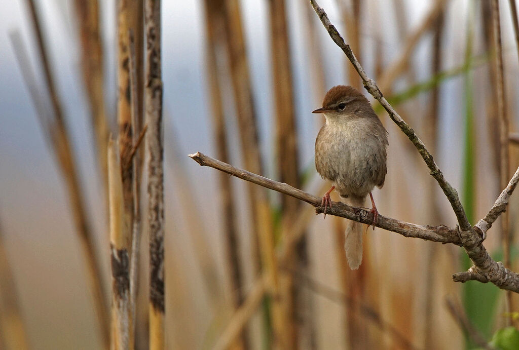 Cetti's Warbler