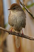 Cetti's Warbler