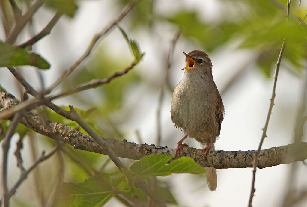 Cetti's Warbler