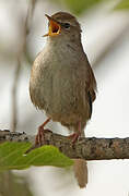 Cetti's Warbler