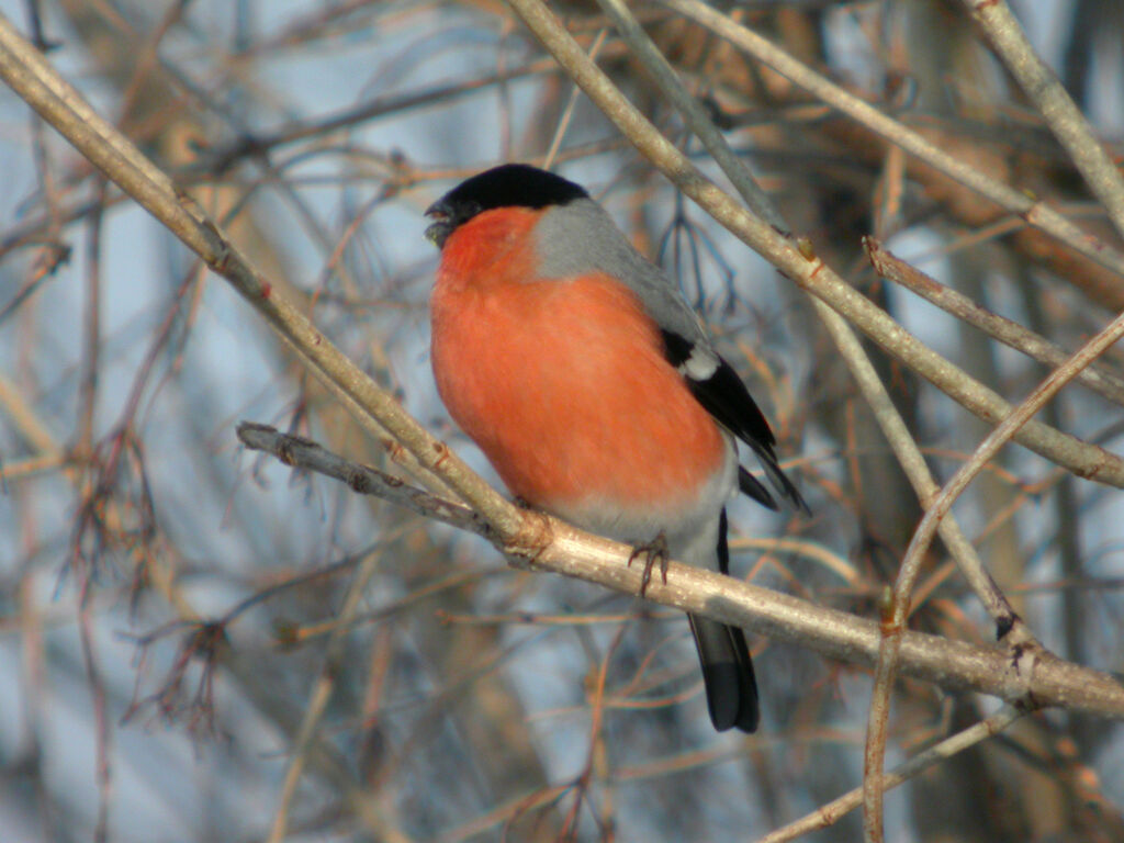 Eurasian Bullfinch male