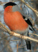 Eurasian Bullfinch