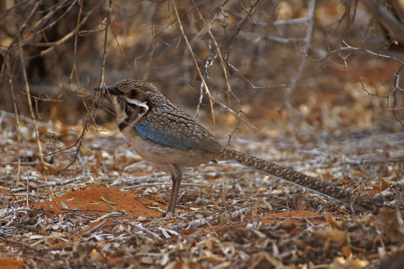 Long-tailed Ground Roller