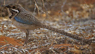 Long-tailed Ground Roller