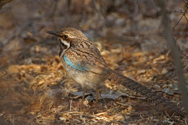 Long-tailed Ground Roller