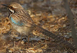 Long-tailed Ground Roller