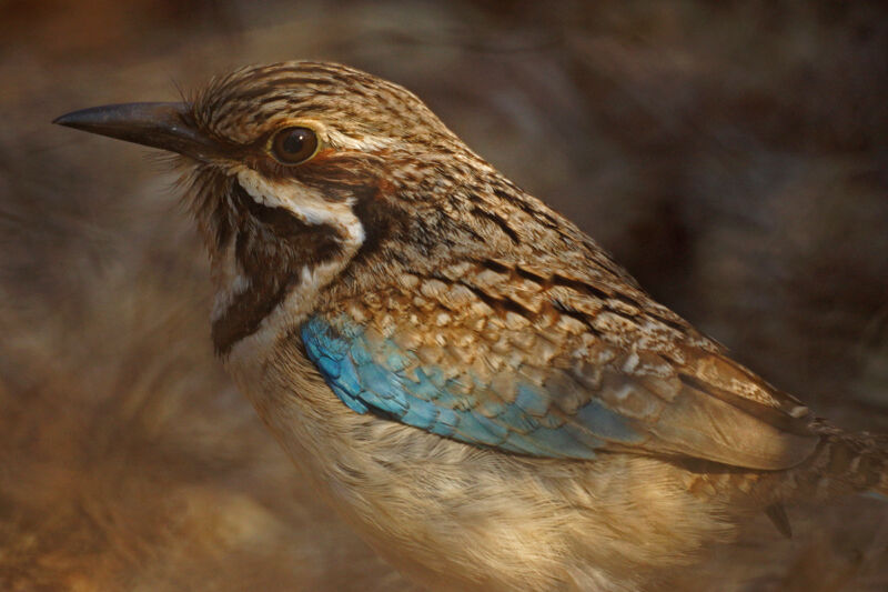 Long-tailed Ground Roller