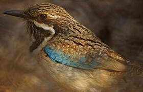 Long-tailed Ground Roller