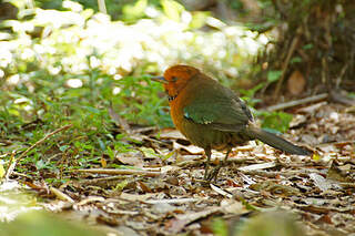 Brachyptérolle de Crossley thbe158139