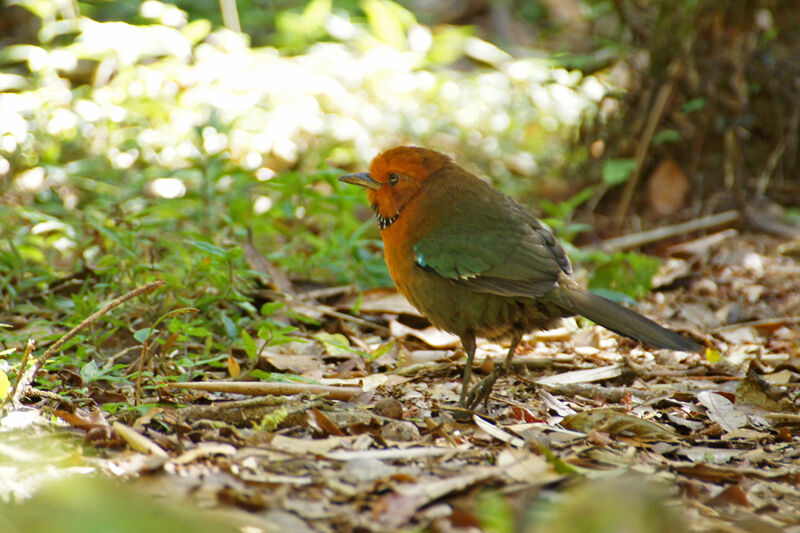 Rufous-headed Ground Roller