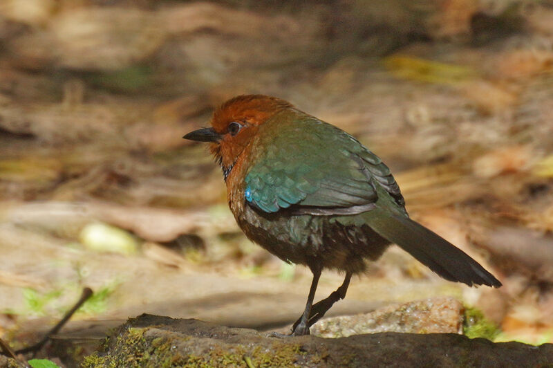 Rufous-headed Ground Roller