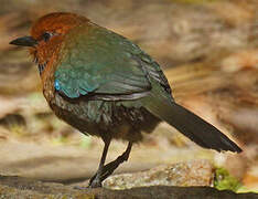 Rufous-headed Ground Roller