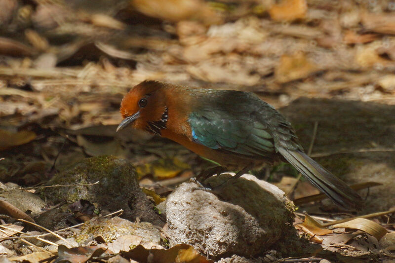 Rufous-headed Ground Roller