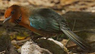 Rufous-headed Ground Roller