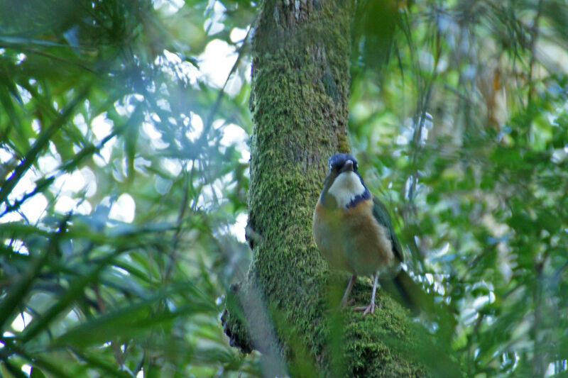 Pitta-like Ground Roller