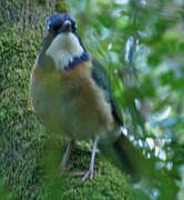 Pitta-like Ground Roller