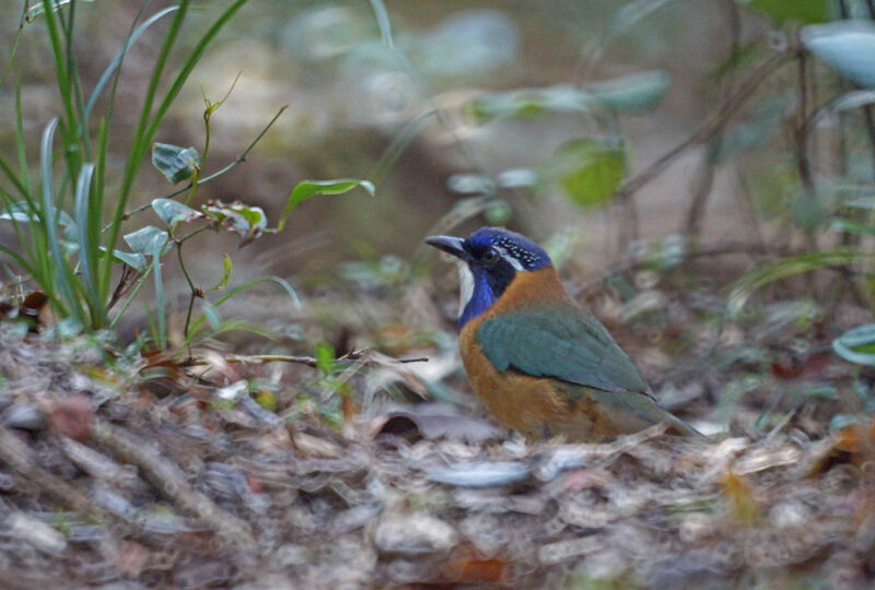 Pitta-like Ground Roller