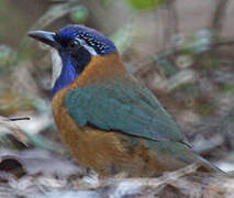 Pitta-like Ground Roller