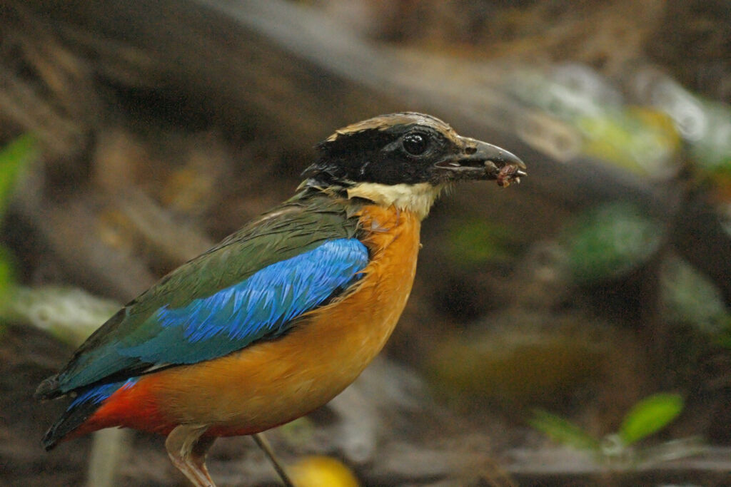 Blue-winged Pitta, identification