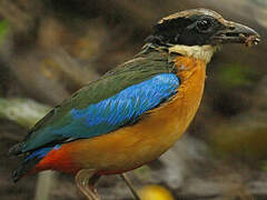 Blue-winged Pitta