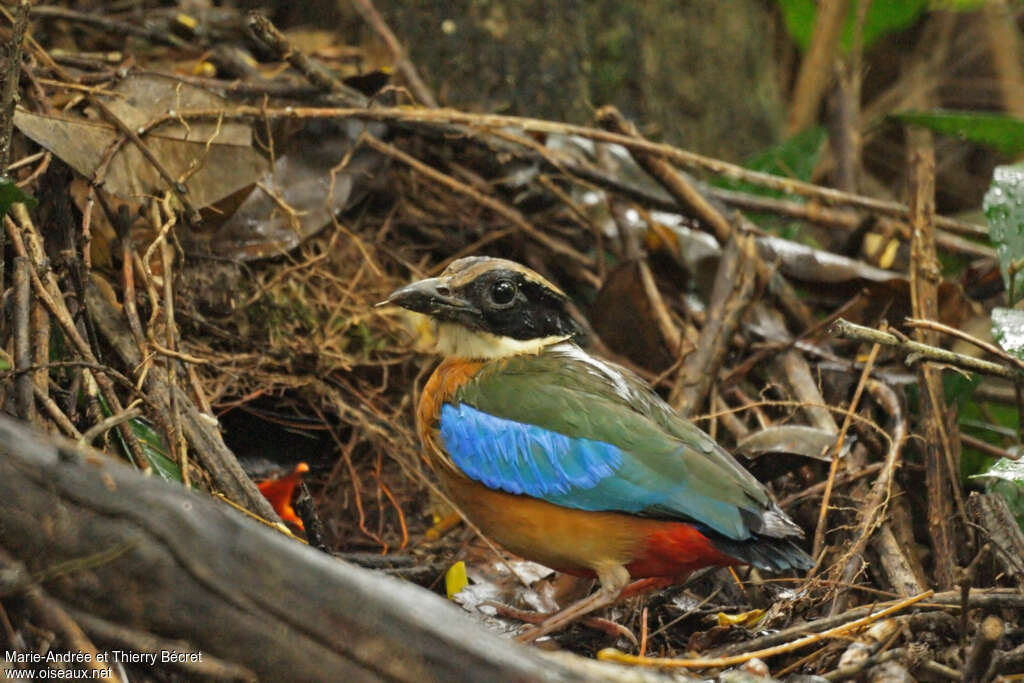 Brève à ailes bleuesadulte, identification