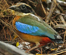 Blue-winged Pitta