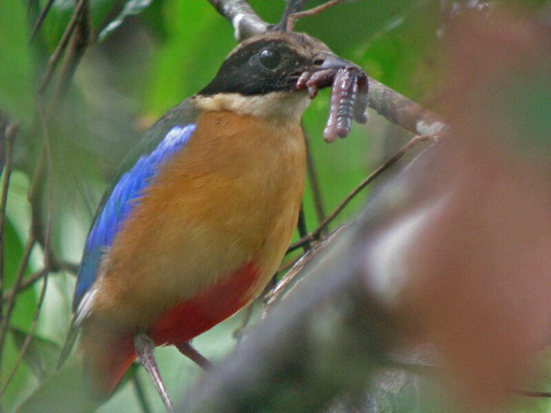 Brève à ailes bleues