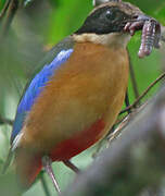 Blue-winged Pitta