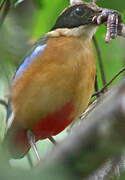 Blue-winged Pitta