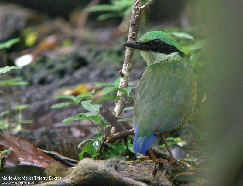 Bar-bellied Pitta male adult, pigmentation